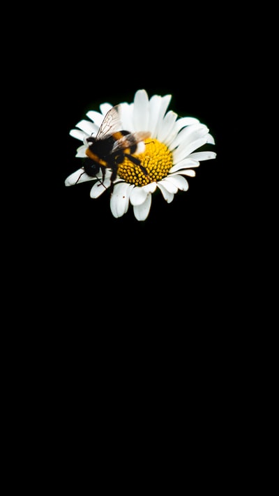 Black and white butterfly perches on the white Daisy flowers
